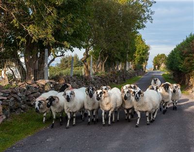 Impressionen aus Irland